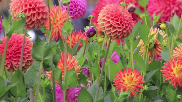 zinnias and dahlias in cutting garden in washiongton state