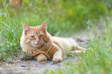 Naklejka na ściany i meble Orange red cat portrait outdoors in green grass
