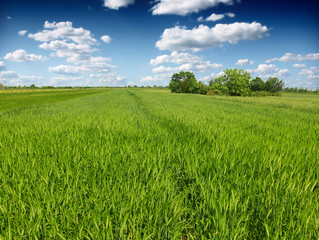 green wheat field