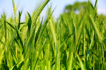 green wheat field