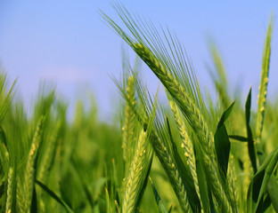 green wheat field