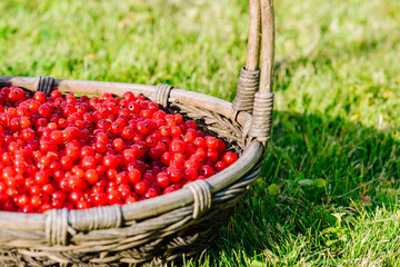 Crop of fresh red currant in wicker basket