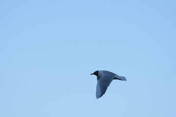 Seagull in flight