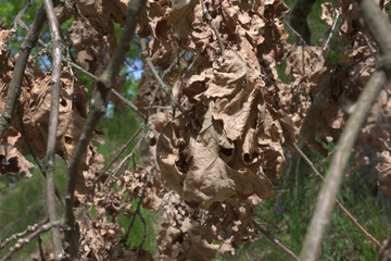 Big cluster of dry oak leaves, withered on damaged branch. Pattern of autumn on background of spring and summer