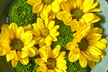 Close-up of bouquet from yellow and green chamomiles in a bowl with water. Flowers blooming baskground.