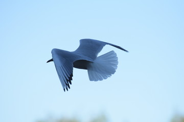 Seagull in flight
