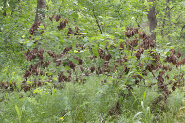 young broken quaking aspen, on one part of the tree leaves wilted and became brown, and on the...