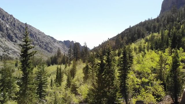 AERIAL drone shot in California National Forest with pine trees and mountain views.