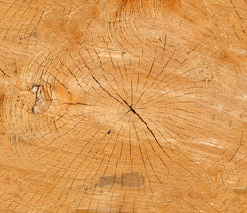 Texture of a wooden slice. Background