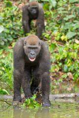 Gorilla in Gabon Endangered eastern gorilla in the beauty of african jungle (Gorilla gorilla)