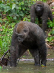 Gorilla in Gabon Endangered eastern gorilla in the beauty of african jungle (Gorilla gorilla)