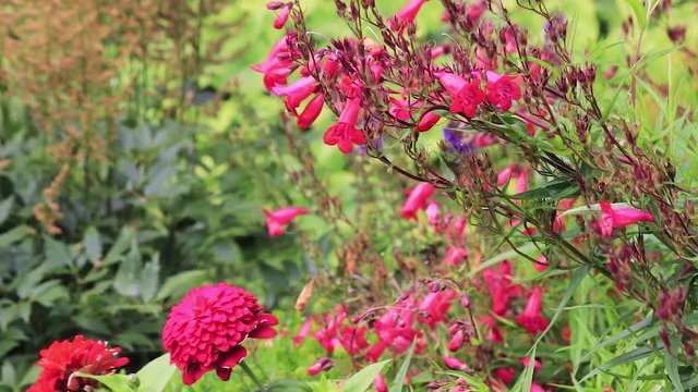 dalia and pink flowers in cutting garden