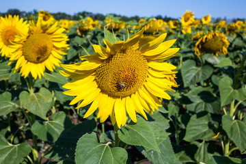 Beautiful sunflower field in the afternoon