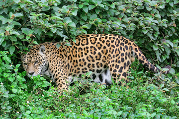 Fototapeta na wymiar Jaguar (Panthera onca) while hunting