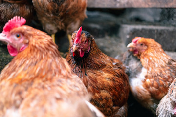 Chickens on the farm. Toned, style, color photo.