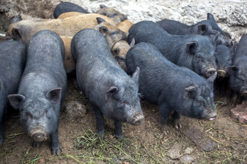 Small Vietnamese pigs on the farm