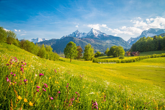 Fototapeta Idylliczna górska sceneria w Alpach z kwitnącymi łąkami na wiosnę