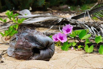 Rosa Blume am Strand