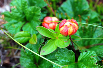 Cloudberry (Rubus chamaemorus) in arctic, Norway