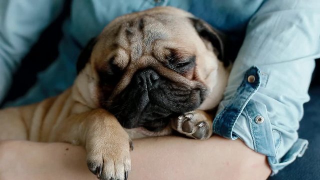 Cute pug sleeping on the owners hands. Young woman pet hre little dog.