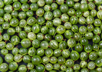 Juicy berries of a gooseberry