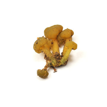 leotia lubrica mushroom