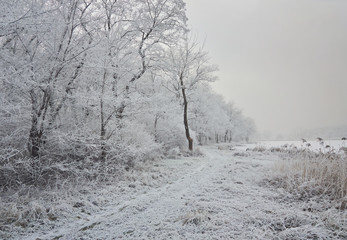 Winter landscape in the city park.