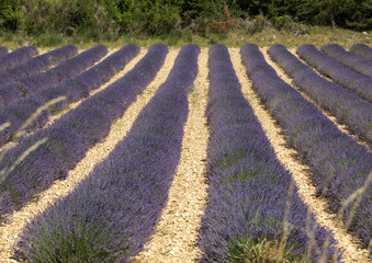 Lavender field in Provence, near Sault, France