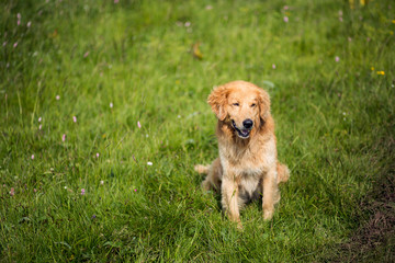 Portrait of yellow dog in a meadow