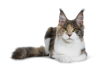 Pretty calico Maine Coon girl laying down with tail beside body and looking straight at lens isolated on white background