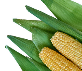 Ears of corn lying on the background of corn leaves