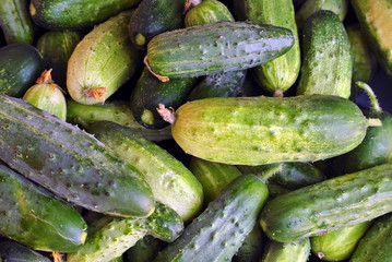 harvest of young green cucumbers