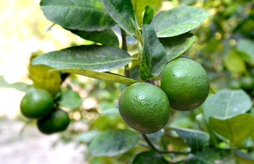 Asian green lemon tree.