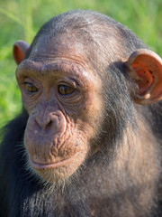 Chimpanzee consists of two extant species: the common chimpanzee and the bonobo. Together with humans, gorillas and orangutans they are part of the family Hominidae (the great apes). (Pan troglodytes)