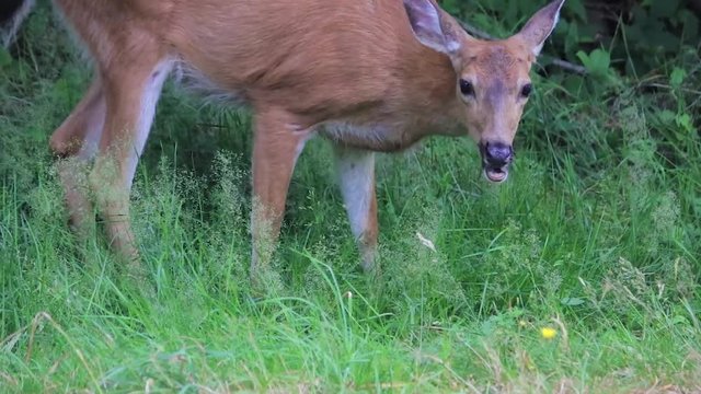 close up of dear eating grass in washington