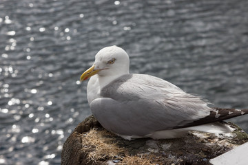 Entspannte Möwe