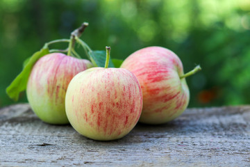 Three just harvested ripe apples on old wooden table with green garden background, outdoors. Summer fruit harvest. Raw organic food. Selective focus.
