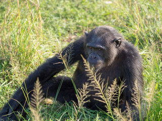 Chimpanzee consists of two extant species: the common chimpanzee and the bonobo. Together with humans, gorillas and orangutans they are part of the family Hominidae (the great apes). (Pan troglodytes)