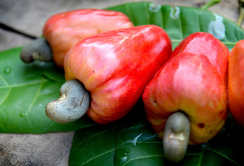 Mature cashew nut fruit.
