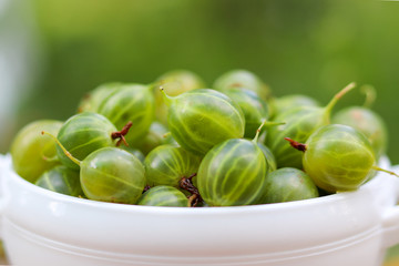 Whithe bowl full of fresh ripe green gooseberries in the garden outdoors. Selective focus. Summer harvesting concept.