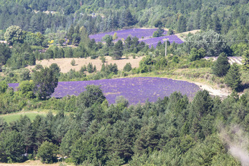 Big lavender fields in Provence, France