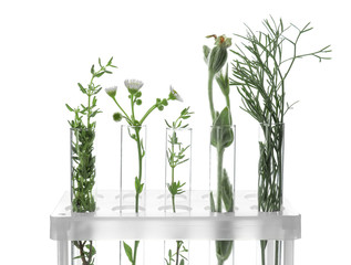 Fototapeta na wymiar Test tubes with plants in holder on white background