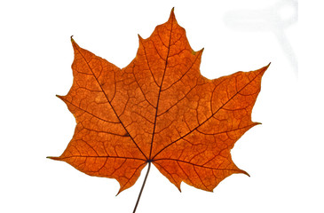 autumn maple leaf on white background, close-up, leaves texture, beautiful nature, red autumnal background