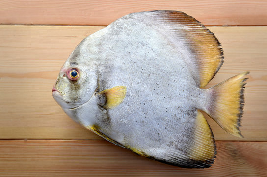 Fresh Round Bat fish.
