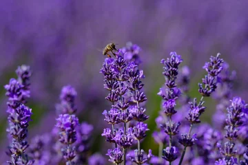 Foto op Plexiglas Lavendel bloemen macro, een honingbij op de bloemen. © Marina