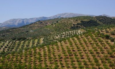 Oliven Hügel in Andalusien