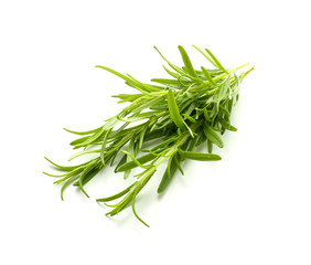 Fresh rosemary on white background