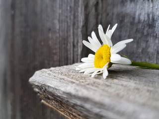 camomile flower on the wooden background, close up view, selective focus