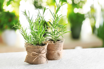 Pots with fresh rosemary on table against blurred background