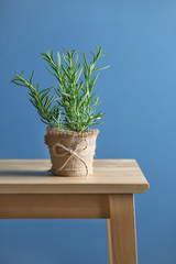 Pot with fresh rosemary on table against color background